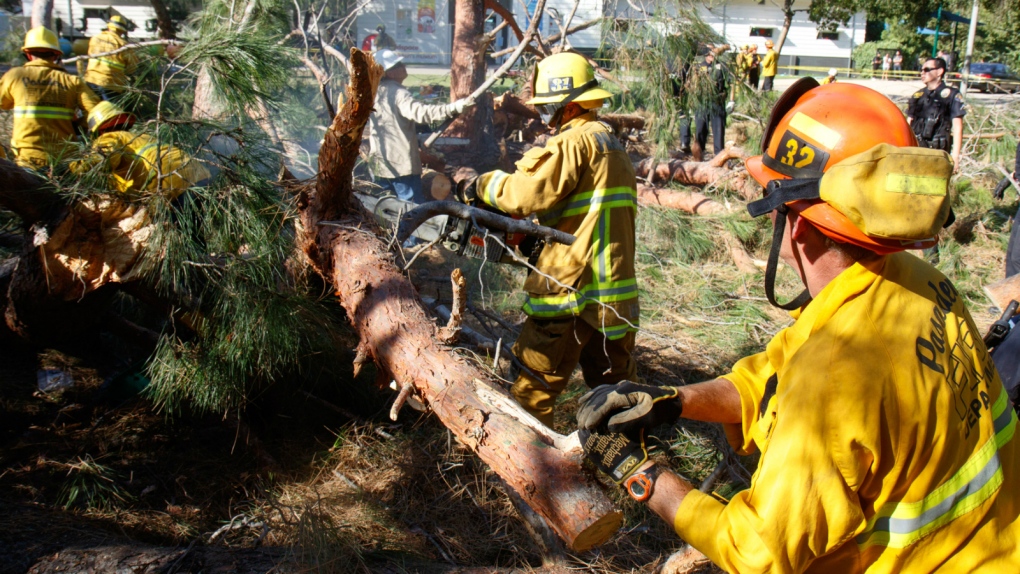 Fallen tree in California injures 8 children
