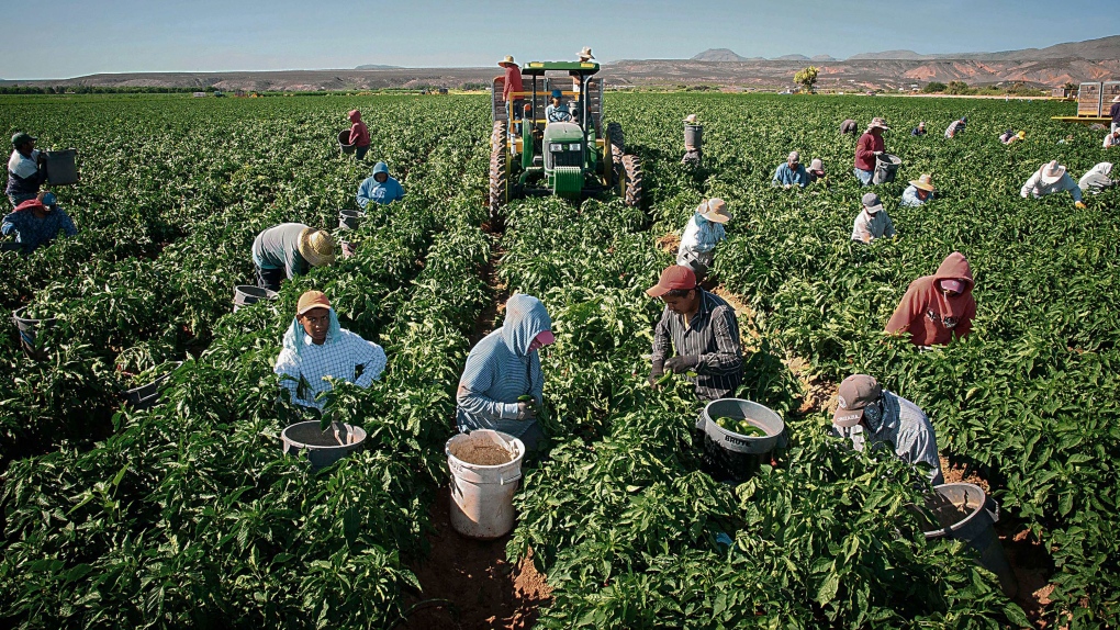 Workers picking green chiles