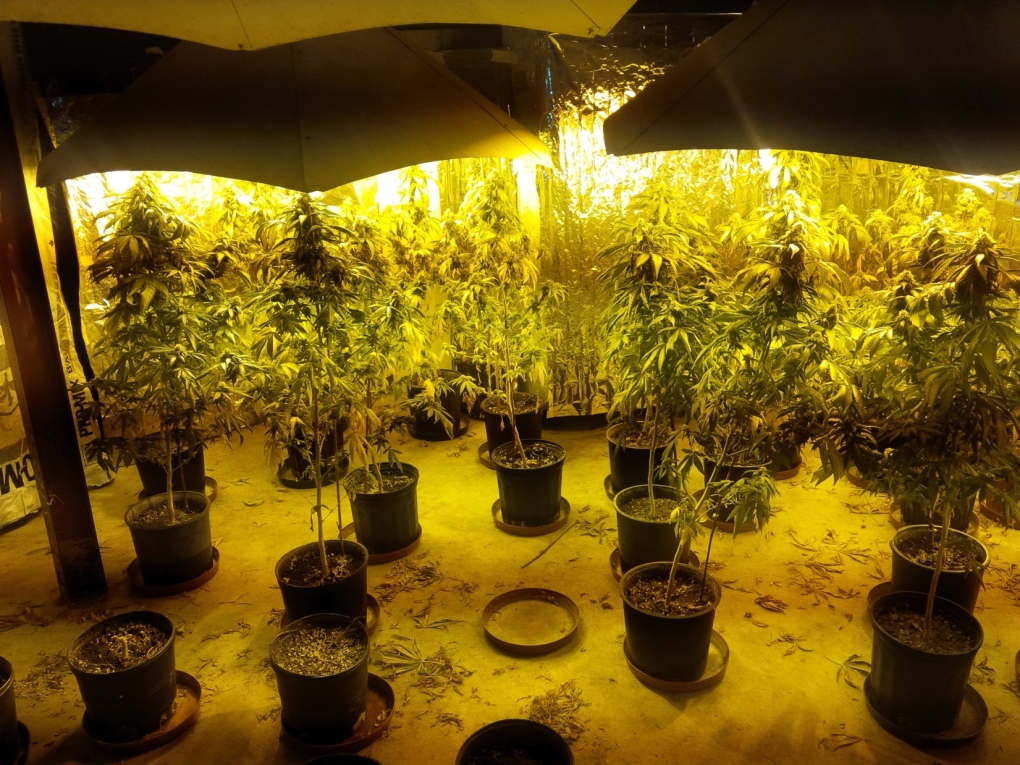 London marijuana grow op bust