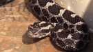 Wildlife experts in Ontario are advising people to be on the lookout for the venomous Massasauga rattlesnake after eight people were bitten in the Georgian Bay area this summer.