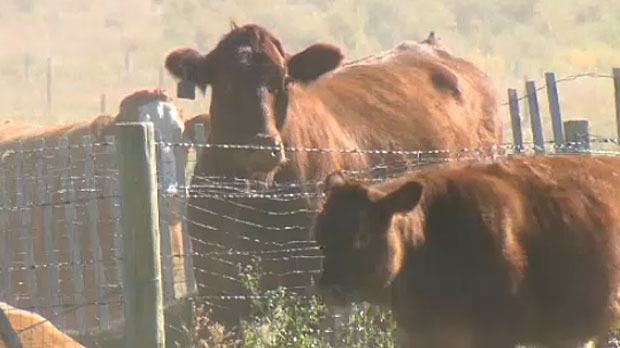 Anthrax found in Alberta cattle