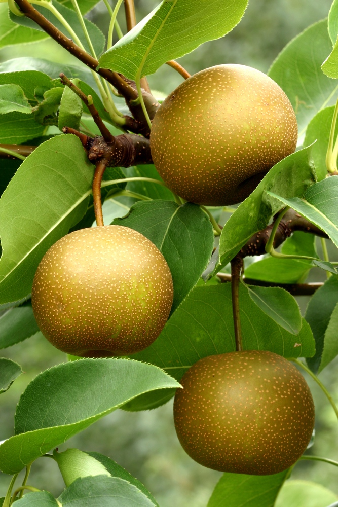 Asian pears