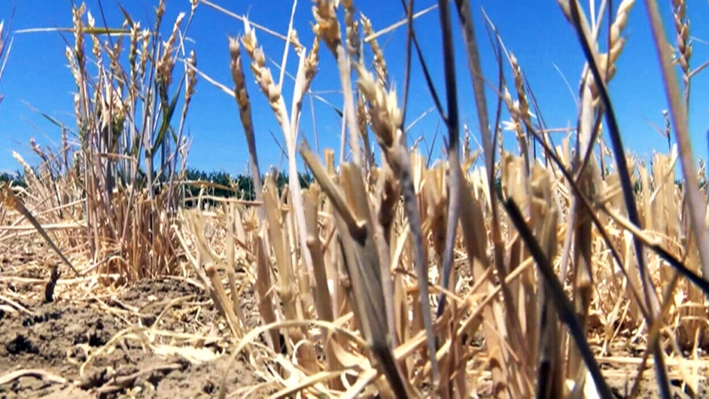 CTV News Channel: Farms feeling the heat