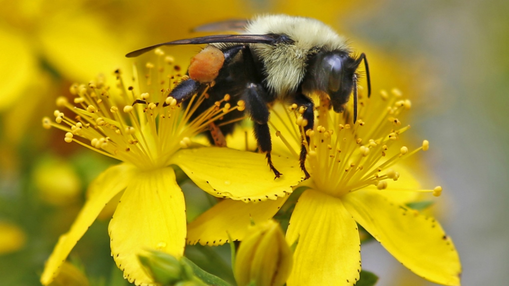 Bumblebees being tallied in United States
