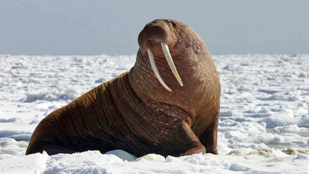 Walrus migration moving north