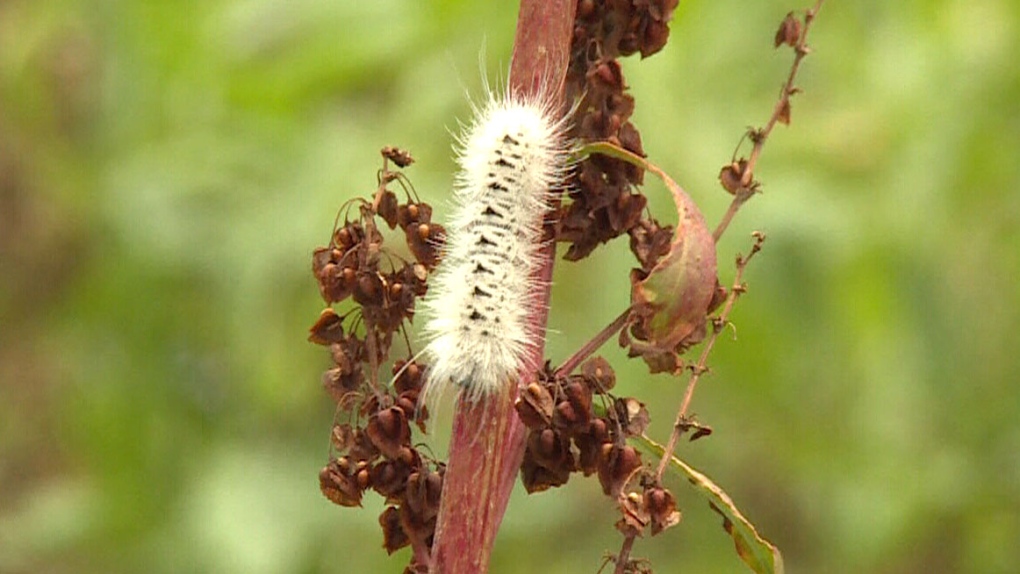 hickory tussock moth caterpillar