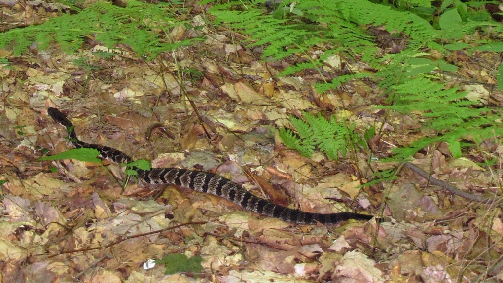 Rattlesnakes threatened by mysterious fungus