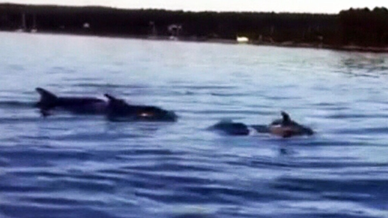CTV Atlantic: Stunning sight of bay with dolphins