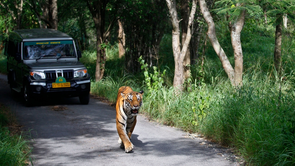 Tiger walking along road