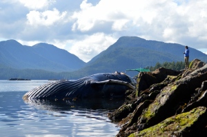 Humpback whale found dead off coast of B.C. 