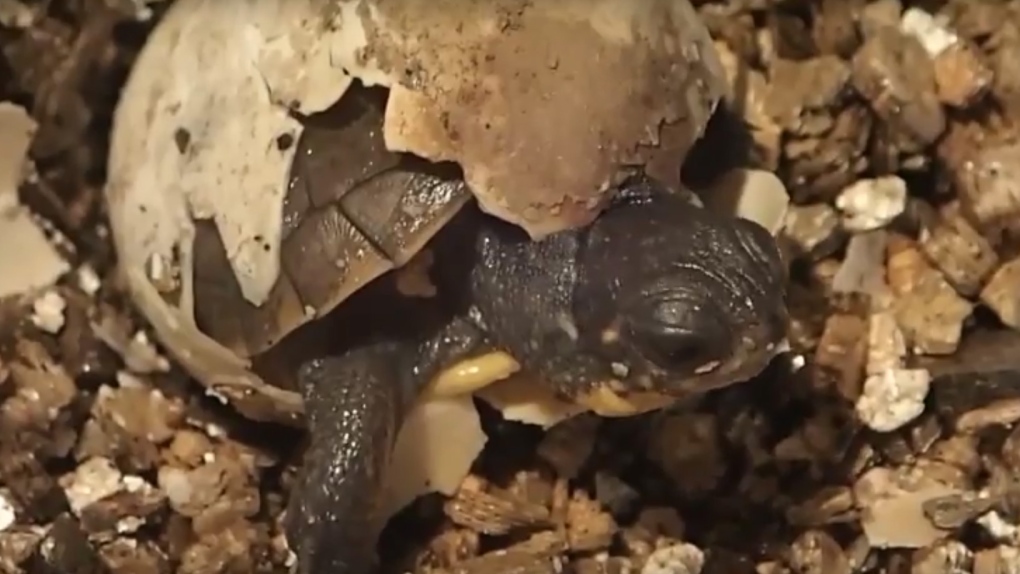 Toronto Zoo Blanding's turtle hatching