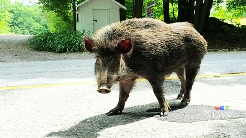 CTV Barrie: Wild boars