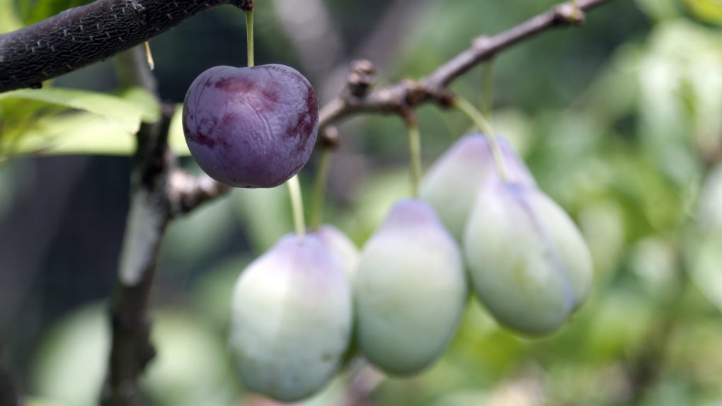 Professor grows 40 varieties of fruit on tree