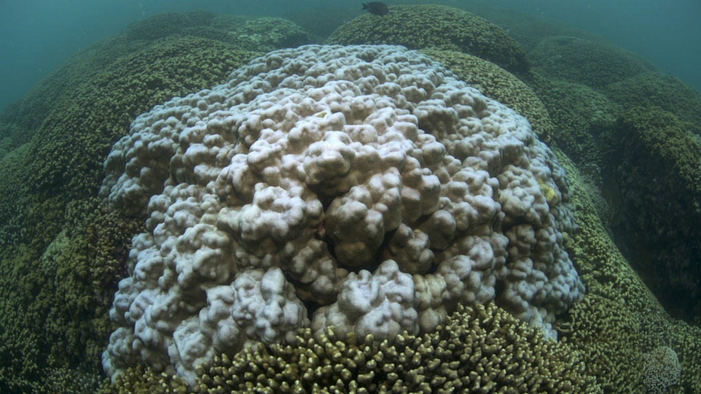 Bleached coral in Hawaii