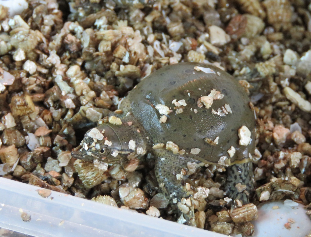 UTRCA turtle release