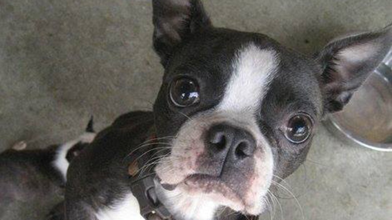 One of the many Boston terrier puppies at the Cowichan SPCA poses for a picture after being surrendered by a registered breeder over the weekend. Aug. 24, 2015. (Facebook)