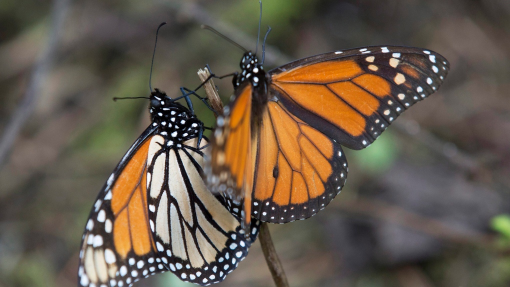 Monarch butterflies in Mexico