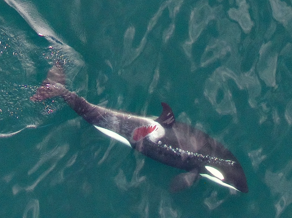 wounded killer whale Johnstone Strait