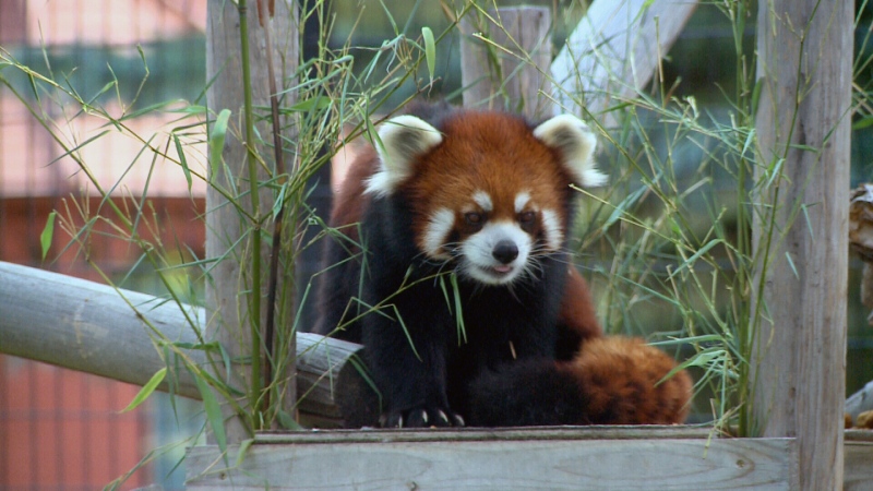 Phoenix, a red panda at the Saskatoon Forestry Farm Park and Zoo, has yet to find a mate since moving to the zoo from Winnipeg in late 2013.