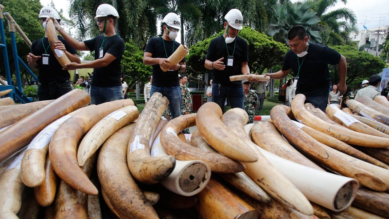 eized ivory tusks in Bangkok, Thailand