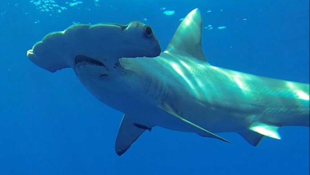 Discovery Channel shows a Great Hammerhead