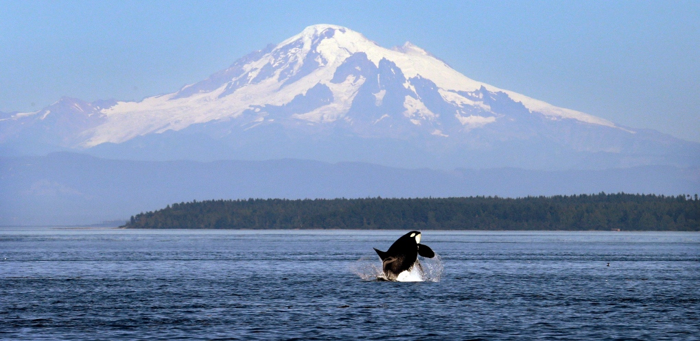 Orca whale in front of Mount Baker