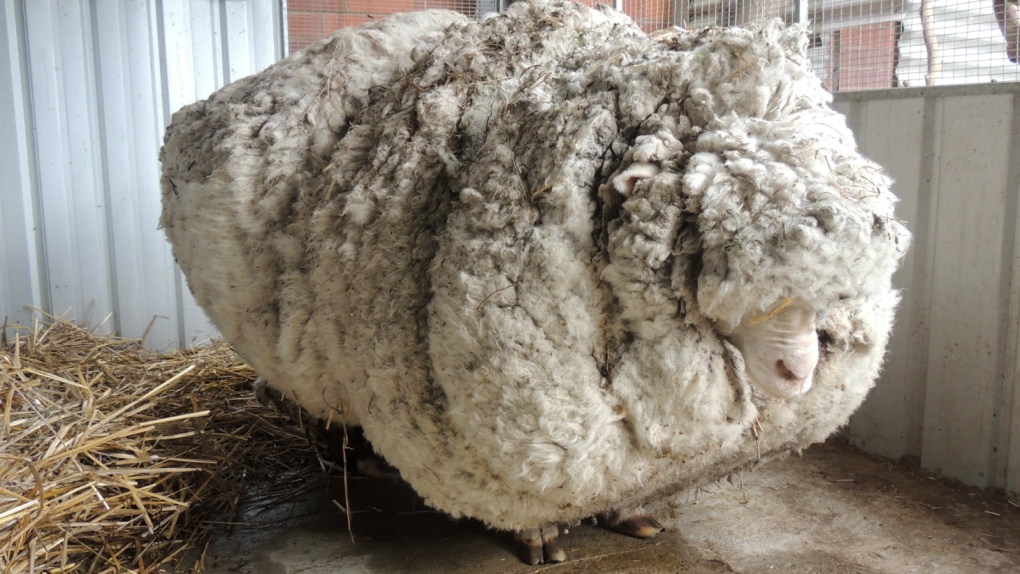 Sheep yields 30 sweaters worth of wool