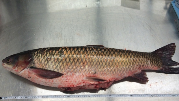 Invasive Asian carp found near Lake Michigan, past electric barriers