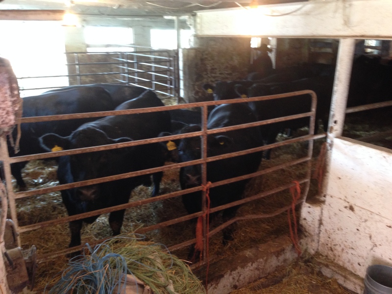 Some of the cattle captured by cowboys and returned to Jim Partridge's farm in Oro-Medonte, Ont. on Friday, Sept. 4, 2015. (KC Colby/ CTV Barrie)
