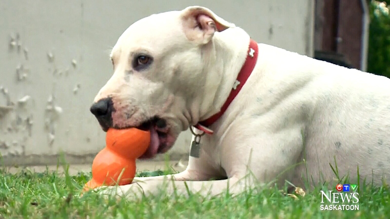 Saskatoon is becoming a safe haven for pit bulls like four-year-old Brian, seen here, as Ontario shelters search for new homes when the oft-maligned dogs –- which are banned across the province -- end up in the pound.