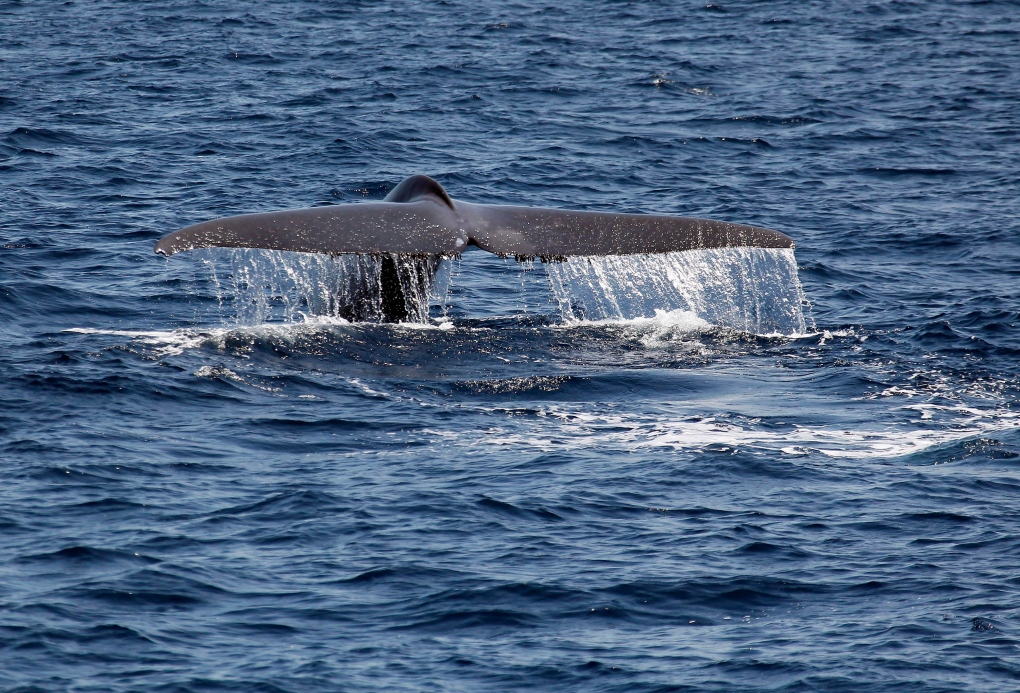 A blue whale dives off the California coast