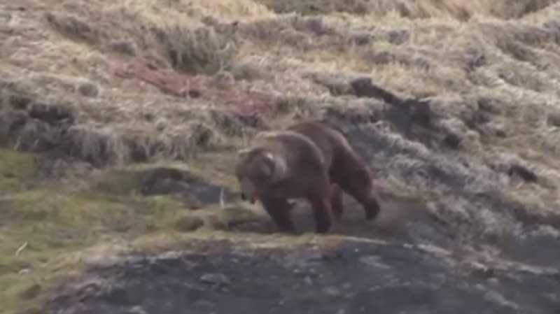 The Wildlife Defence League has shared a disturbing video of a grizzly bear hunt to drum up support for its anti-trophy hunting campaign. (Facebook) 