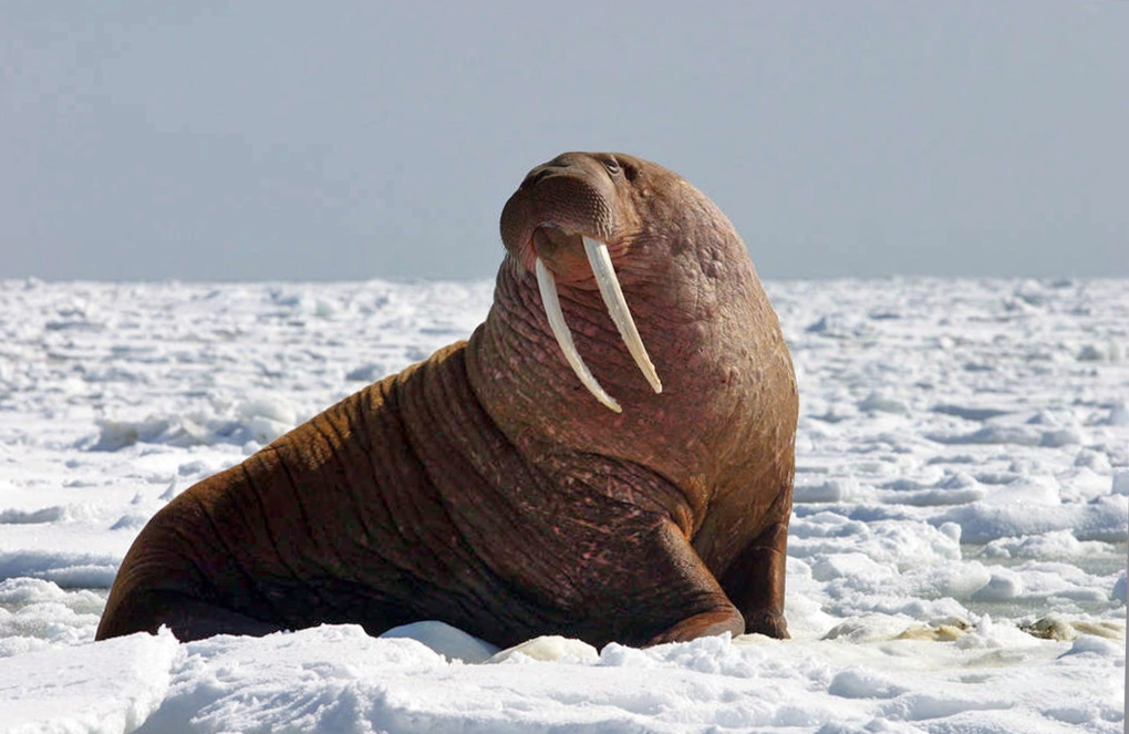 large Pacific bull walrus