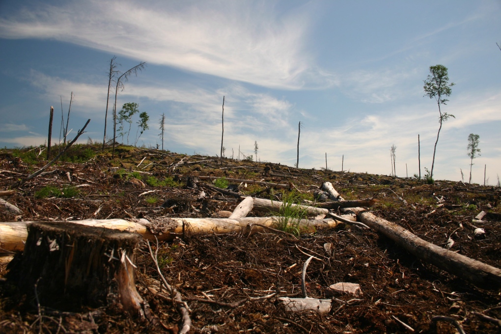 Grassy Narrows going to court over logging