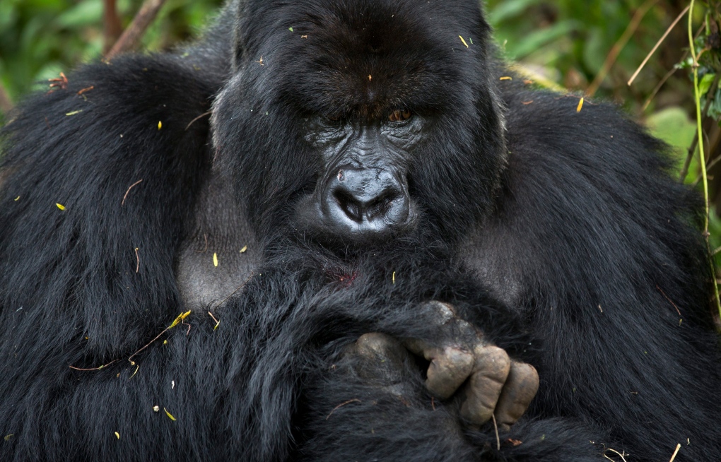 Mountain gorilla in Rwanda