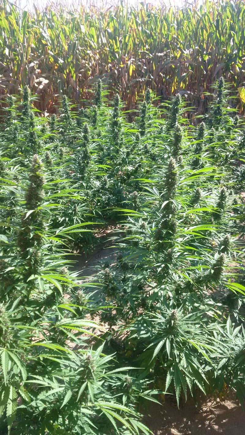 Chatham-Kent police seized about $1.48 million of cannabis marijuana from local fields this week. (Courtesy Chatham-Kent police)