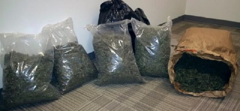Marijuana seized in a bust by the Barrie Police Service can be seen in Barrie, Ont. on Monday, Sept. 21, 2015. (Barrie Police Service)