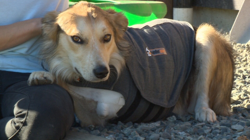 Henry, a rescued border collie, had his leg amputated after being shot with a high-powered rifle on a sheep ranch in Shawnigan Lake, B.C. Tuesday, Sept. 22, 2015. (CTV Vancouver Island)