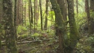 The forest surrounding Alert Bay, B.C. on Cormorant Island is shown on Wednesday, Sept. 23, 2015. Locals say loud howling noises coming from the forest at night could be those of the mythical sasquatch. (CTV Vancouver Island)