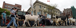Dairy farmers protest in Ottawa