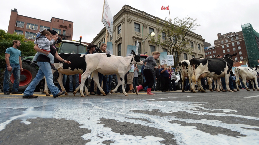 Dairy farmers protest TPP in Ottawa