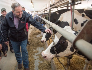 NDP leader Tom Mulcair looks at a cow during a visit to a dairy farm on October 3, 2015 in Upton, Que. (Ryan Remiorz / The Canadian Press)