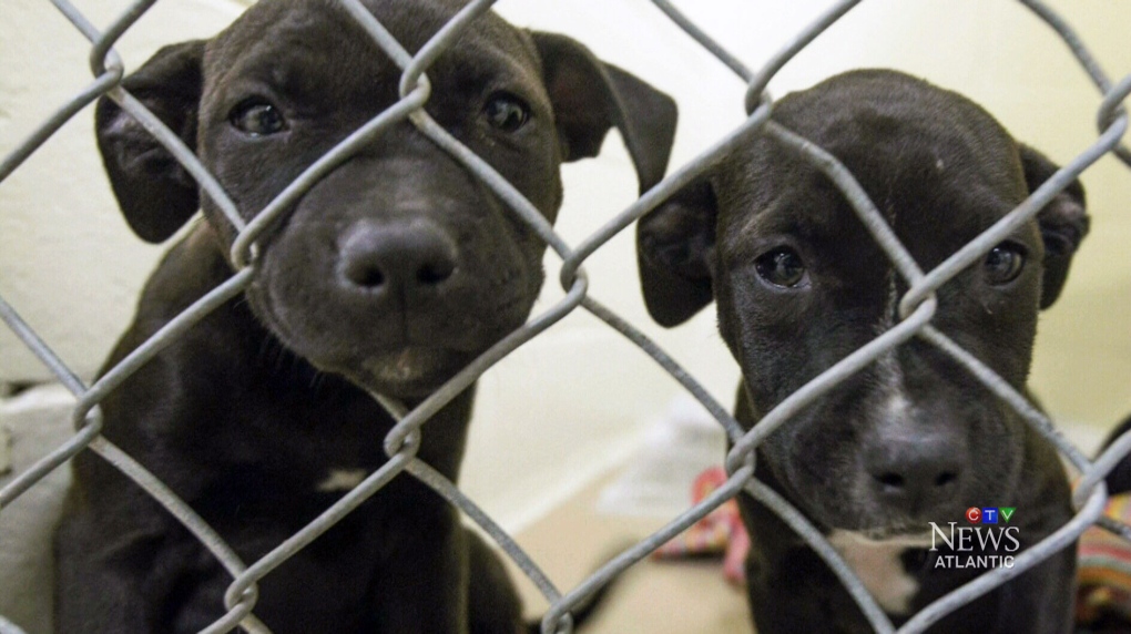 25 distressed dogs seized from Halifax home