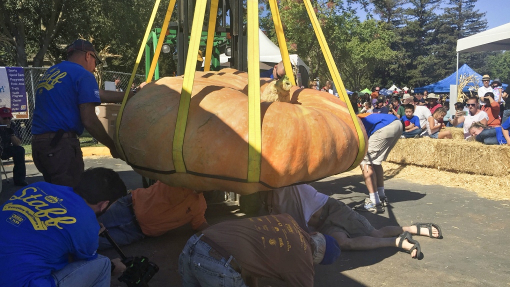 Giant pumpkin at California contest
