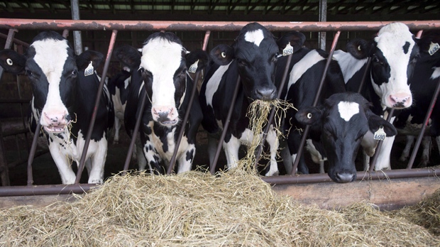 Dairy cows are seen at a farm in Danville, Que., on August 11, 2015. THE CANADIAN PRESS/Ryan Remiorz