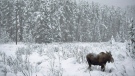 A moose makes its way through a snowy field near Lake Louise, Alta. on November 23, 2012. (Jonathan Hayward/THE CANADIAN PRESS)