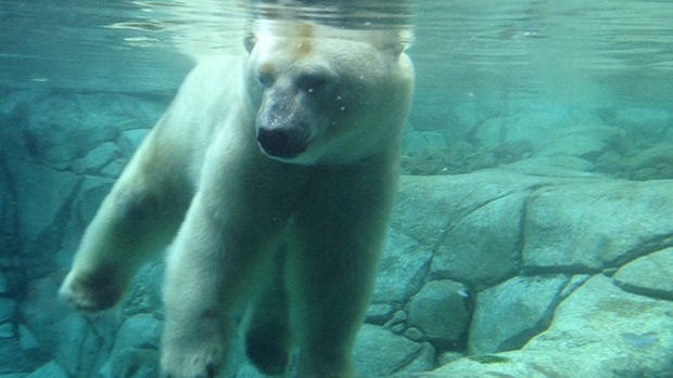 'Henry' the polar bear