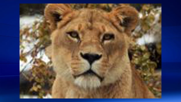 Mbira, lioness, Calgary Zoo