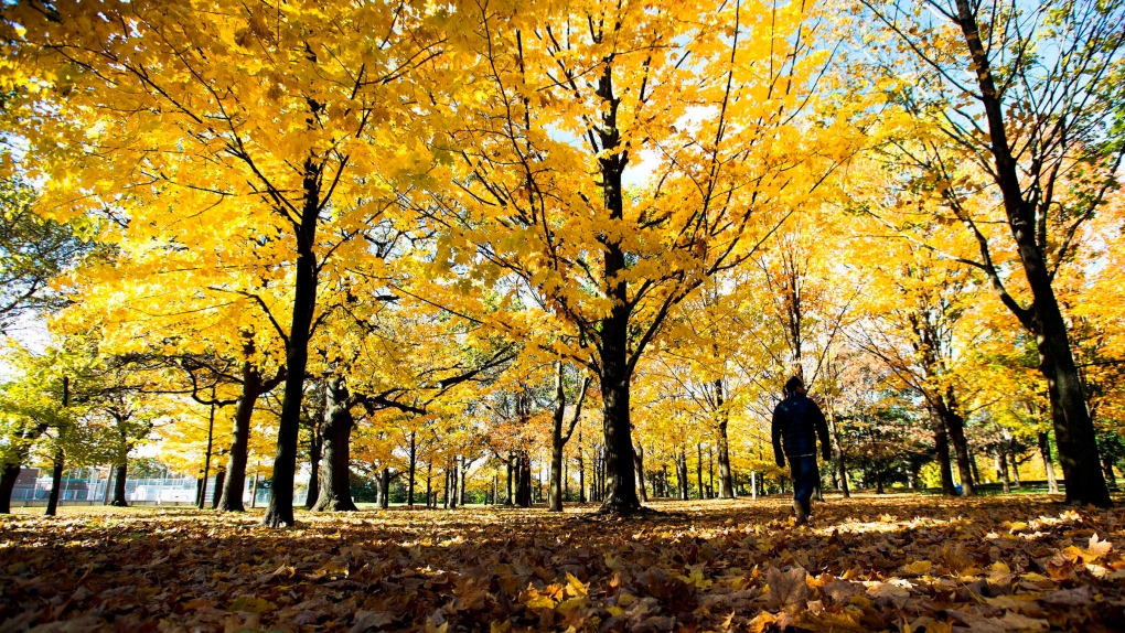 Man walks through High Park in the fall