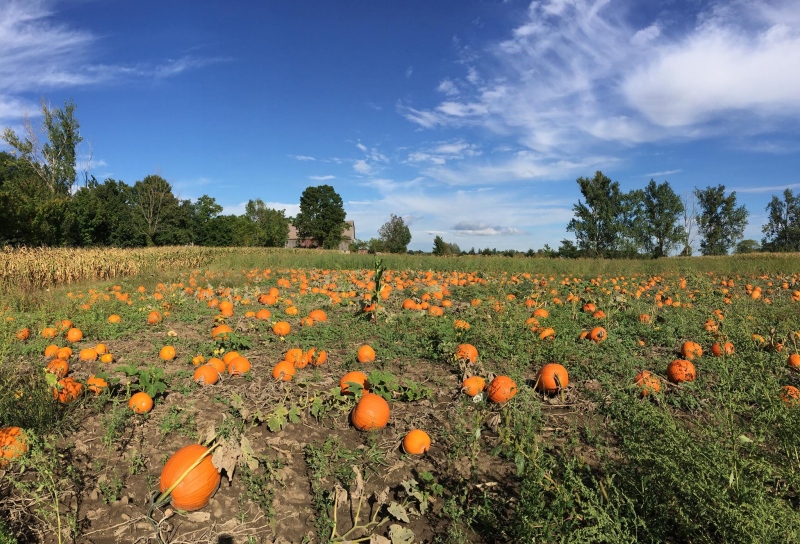 The pumpkin patch at Reesor's Farm Market (Facebook/Reesor Farm Market)